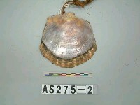 藏品(貝貨)的圖片